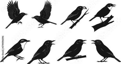 Black bird silhouette vector set, featuring perched and flying songbirds on branches with detailed outlines for nature illustration, wildlife artwork, and graphic design