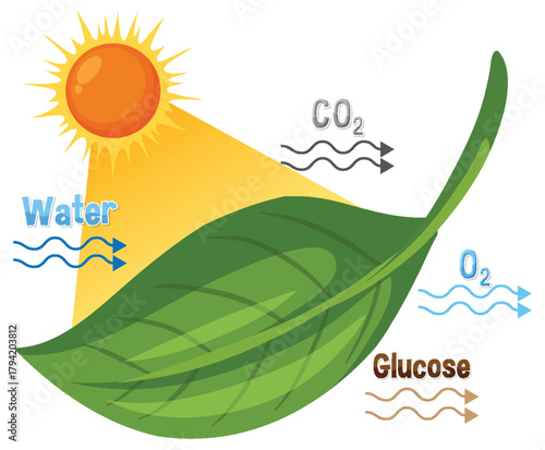 Photosynthesis Process Diagram with Leaf, Sunlight, and Chemical Inputs