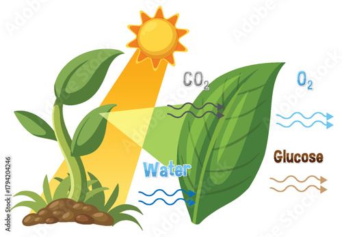 Photosynthesis Process Diagram with Sunlight, Leaf, and Chemical Inputs