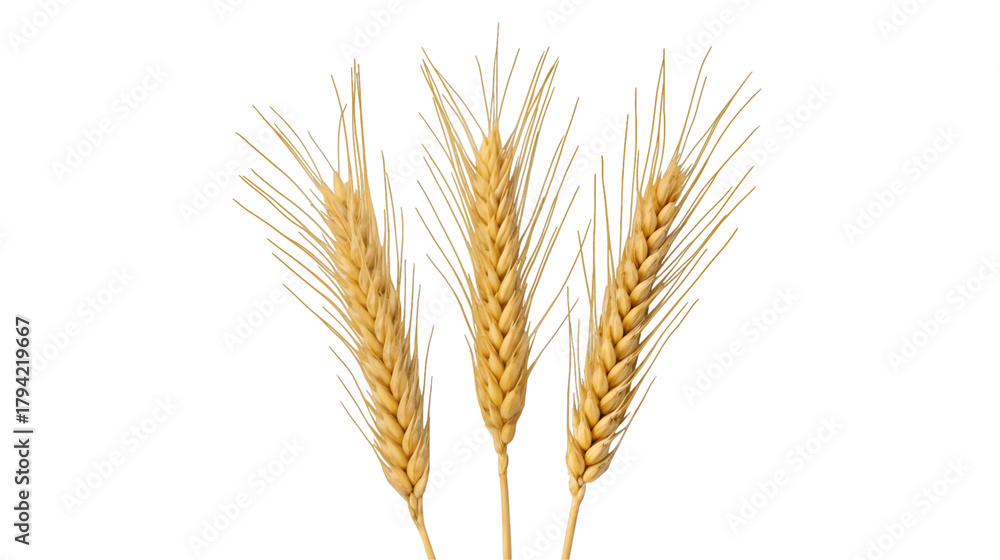 Fototapeta premium Three golden stalks of wheat stand tall against a solid black background their ripe grains ready for harvest