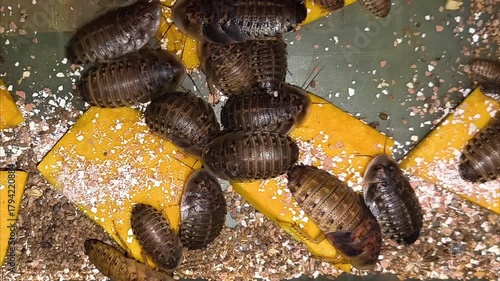 Close-up Argentine Cockroaches (Blaptica Dubia) insects commonly used as pet food, Feeding Dubia cockroach