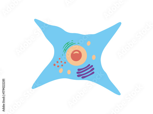 Fibroblast Immune Cell Clip Art