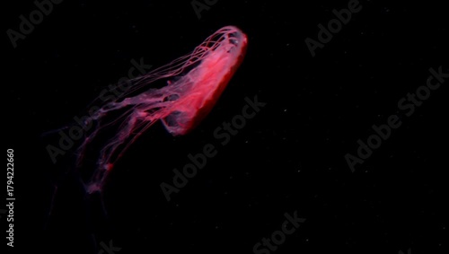 Glowing red jellyfish floating the dark water at aquarium