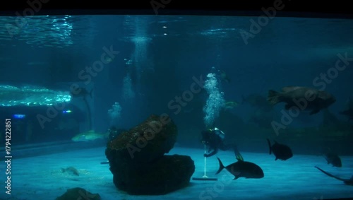 A scuba diver cleaning an underwater with fish and coral in a large aquarium.