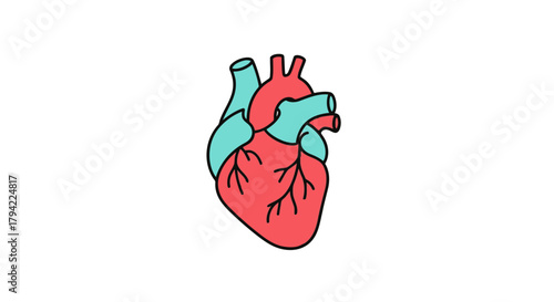 Anatomical Human Heart Illustration