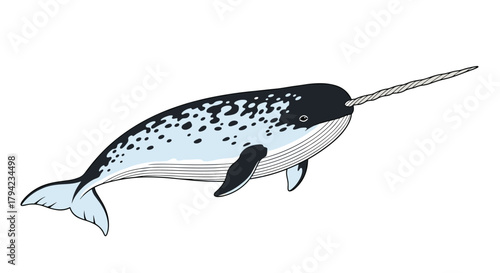 A captivating illustration of a majestic narwhal with its distinctive long, spiraled tusk, showcasing its unique spotted grey and dark blue coloring.
