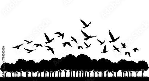 Flock of birds flying over a forest silhouette vector illustration isolated on white background