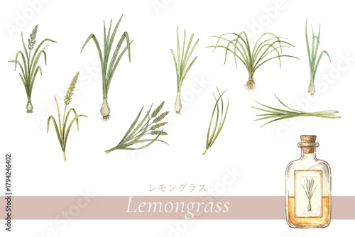 レモングラスの植物画・精油＆アロマ