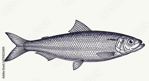 Detailed illustration of a herring fish
