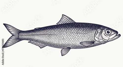 Herring fish illustration