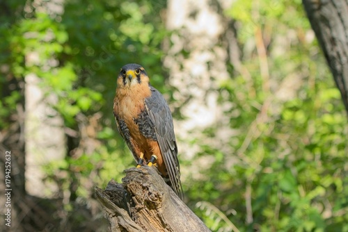 Aplomado Falcon perched on tree stump