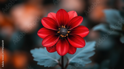 Pink Dahlia Flower with Bokeh Background