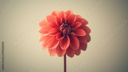 Pink Dahlia Flower with Bokeh Background