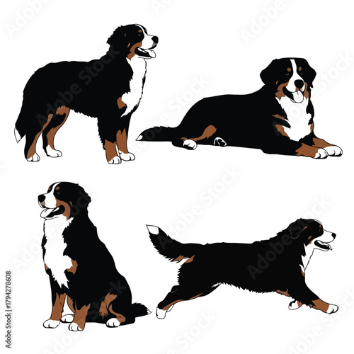 Bernese Mountain Dog