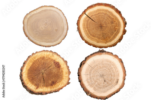 Four tree trunk slices showcase natural wood grain patterns and textures ideal for rustic decor woodworking projects or educational resources about tree rings and forest ecology on transparent backgro