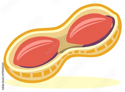 Stylized vector illustration of a peanut cut in half showing the two kernels inside the shell