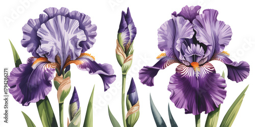 Violet watercolor iris flowers with rich royal purple and amethyst hues