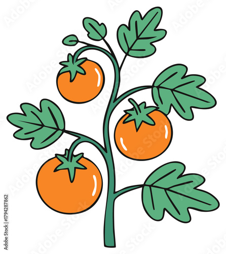 Illustration of a tomato plant with ripe orange tomatoes and green leaves