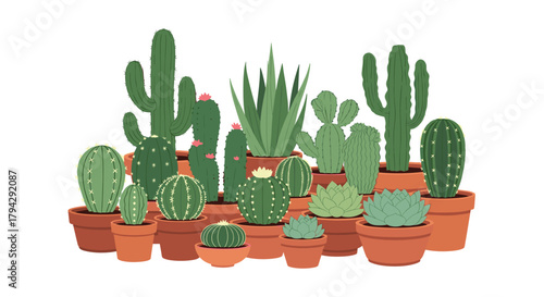 Group illustration of various types of cactus and succulent plants potted in classic terracotta containers on a clean white background.