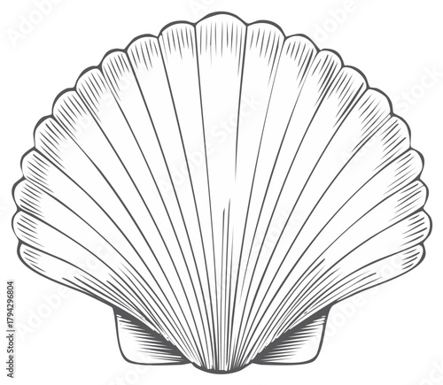 Detailed illustration of a seashell with engraved lines, isolated on white background.