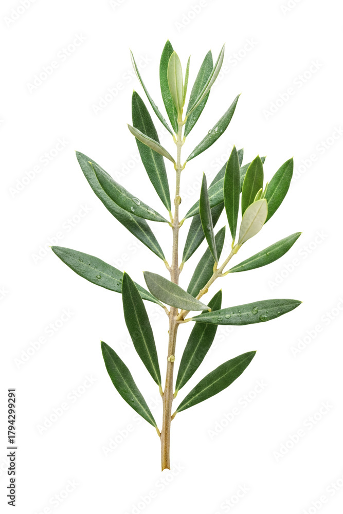 Fototapeta premium Fresh Olive Branch with Leaves, Generative AI