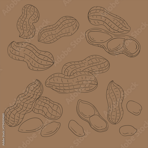 Peanut Sketch: A detailed sketch captures the essence of peanuts, showcasing their unique shapes and textures, presented on a natural background.