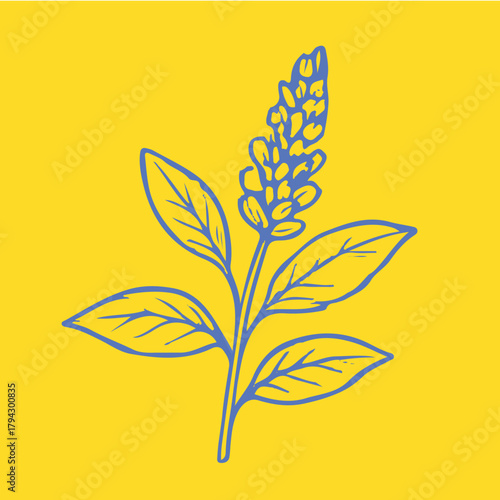 Botanical-style drawings of healing plants