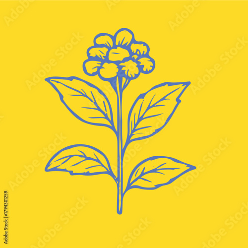 Botanical-style drawings of healing plants