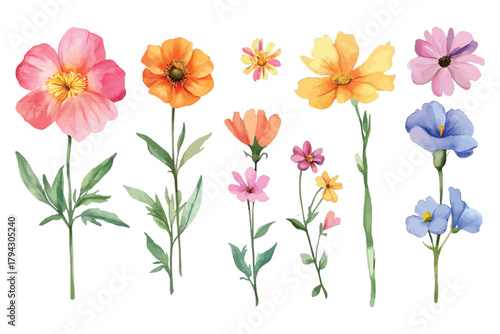 Watercolor painting of different flowers, transparent background, vector, illustration