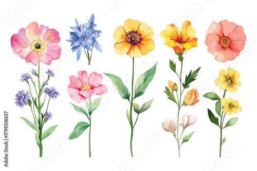 Watercolor illustration of various flowers, transparent background, vector, illustration