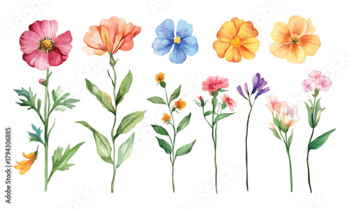 Watercolor floral elements for creative design, transparent background, vector, illustration