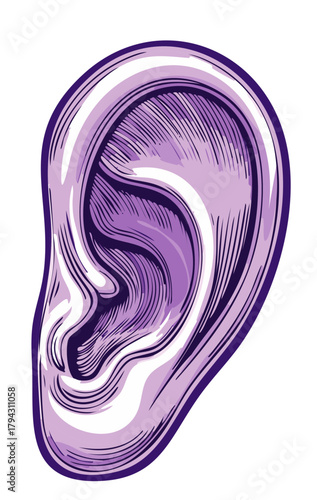Illustration of an Ear, Anatomical Drawing with Lines, Shades of Purple and White