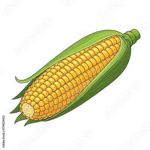 Illustration of a single ear of corn with vibrant yellow kernels and green husk
