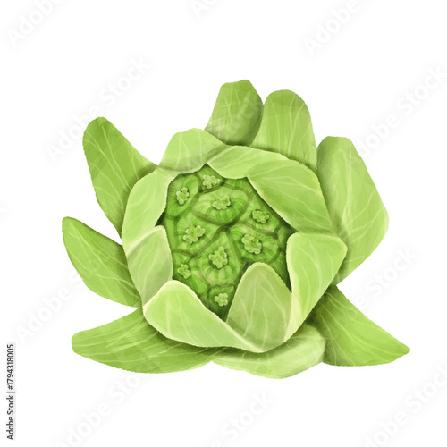 水彩風リアルなふきのとう　手描き