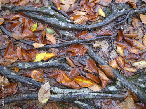 美人林  落ち葉 十日町