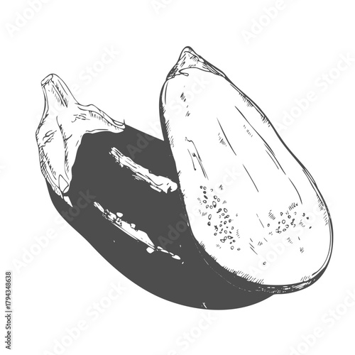 Hand drawn set of eggplant. Retro sketches isolated. Vintage collection. Linear graphic design.