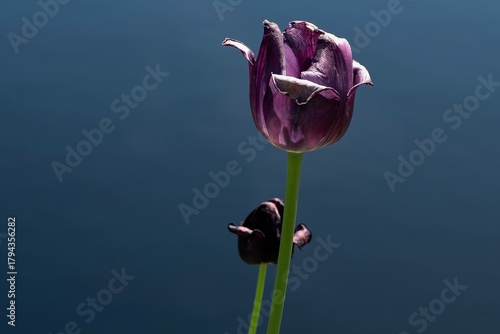 Purple rose in bloom