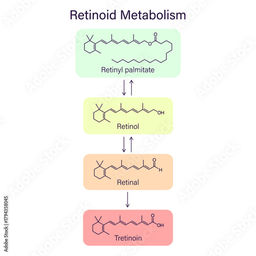 Scheme types vitamin A metabolism chain. First generation of retinoids retinol, tretinoin. Infographic with chemical structures. Dermatology skin care theme. Acne treatment with topical retinoids.