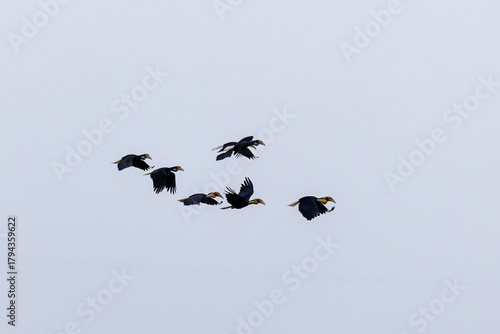 Beautiful bird in Asian, It is a kind of bird found in Thailand.