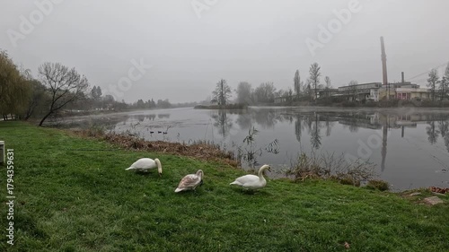 Group of swans grazing on the river bank, Croatia