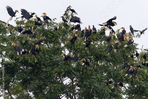 Beautiful bird in Asian, It is a kind of bird found in Thailand.