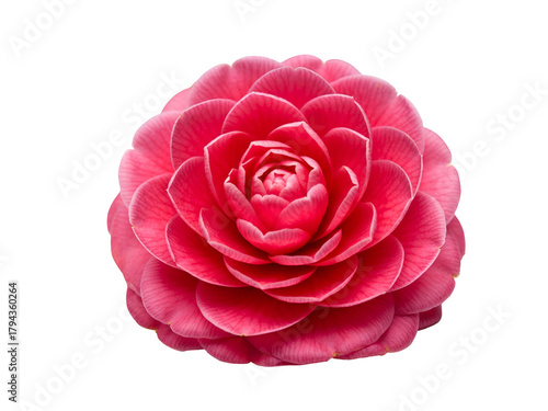 Stunning vibrant red camellia japonica flower in full bloom, showcasing intricate petals, beautifully isolated on a pristine white background for clear and elegant display