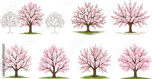 Beautiful cherry blossom tree illustration set with pink flowers, perfect for spring season designs, botanical artwork, garden decor, and invitations