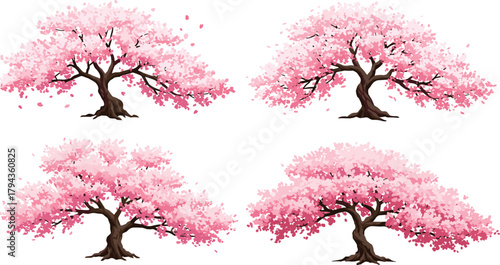 Beautiful cherry blossom tree vector illustration with pink flowers, spring season nature design, Japanese sakura artwork, floral decorative element.