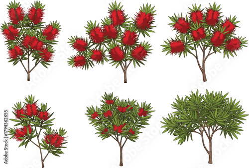 Beautiful red bottlebrush tree illustration with green leaves, tropical flowering plant vector design for botanical decoration, landscaping, and garden artwork