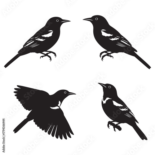 Baltimore Oriole Silhouettes