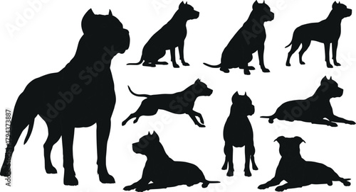 Pit bull dog silhouettes in various standing, sitting, running and lying poses, muscular breed set, black figures on white background