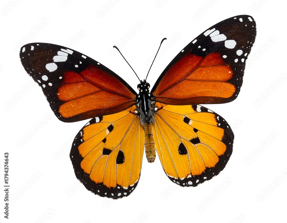 Fototapeta premium Vivid orange and black butterfly with intricate patterns on a white background