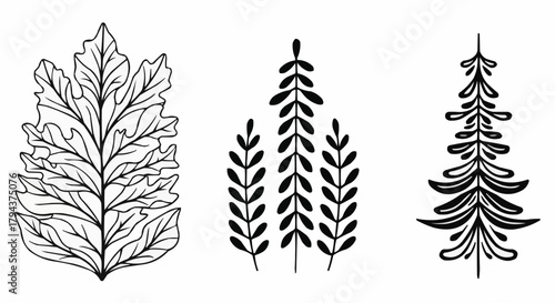 Three stylized botanical illustrations of leaves and branches.