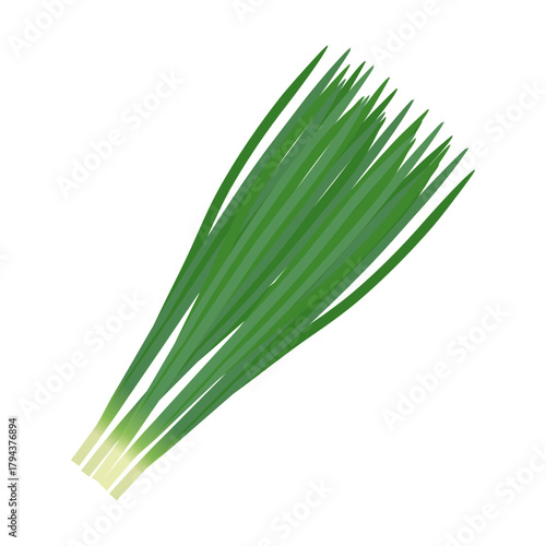 ニラ　葉物野菜のイラスト素材